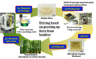 Proposed sustainable manufacturing system based on growing-up force from bamboo