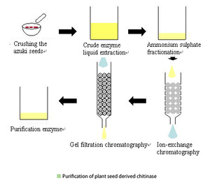 Purification of plant seed derived chitinase